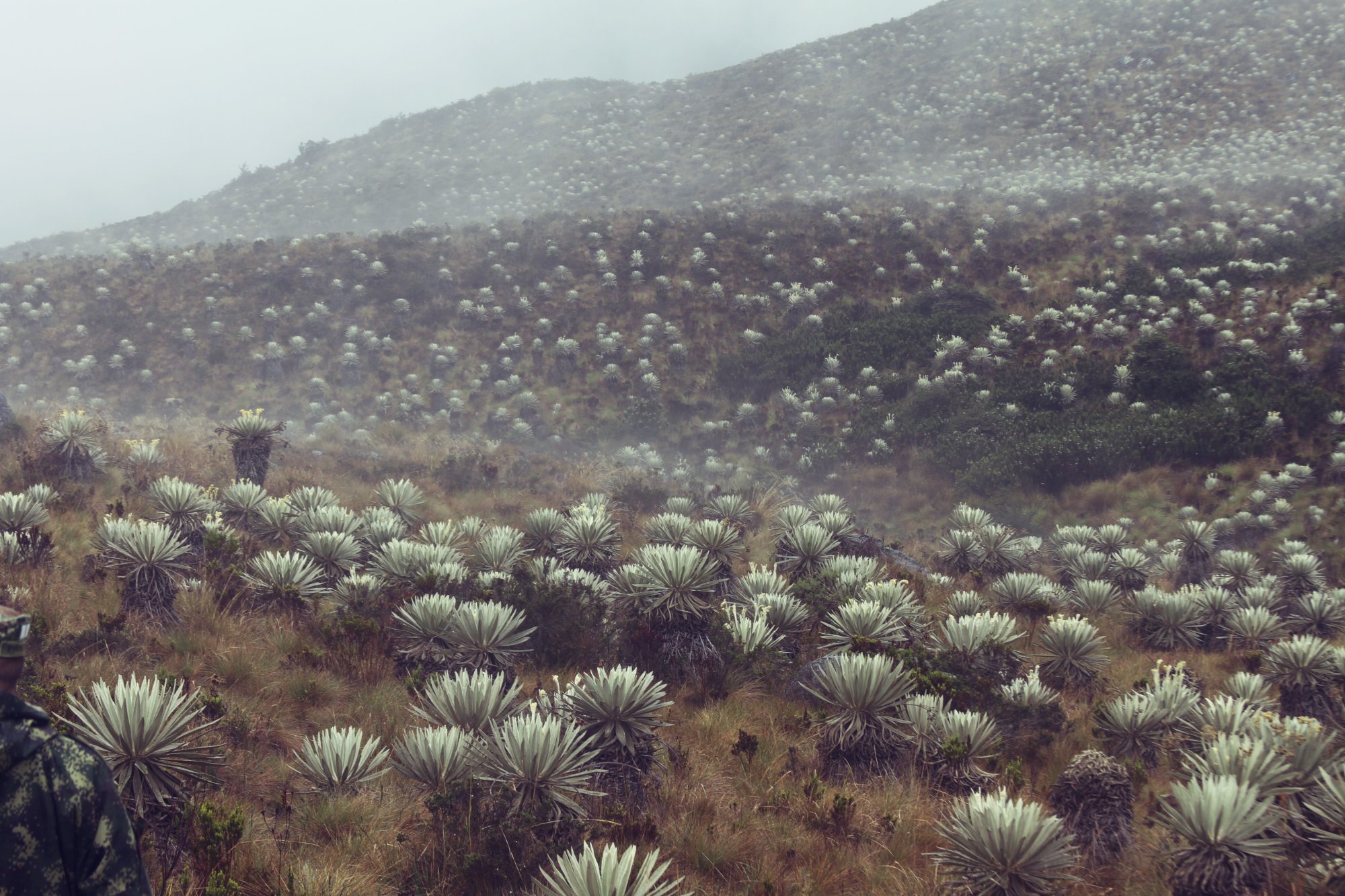 Frailejones en el páramo andino